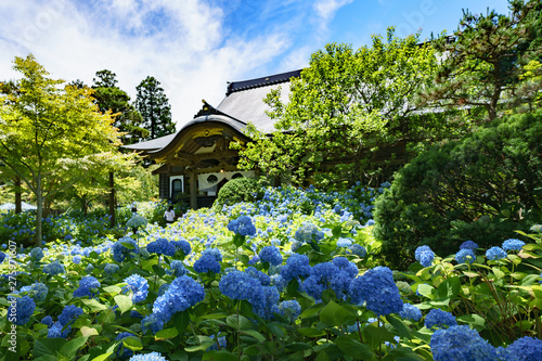 あじさいと雲昌寺