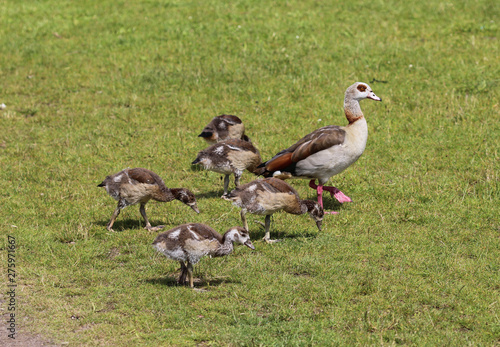 couple Egyptian goose (Alopochen aegyptiaca) with their young chicks eating grass