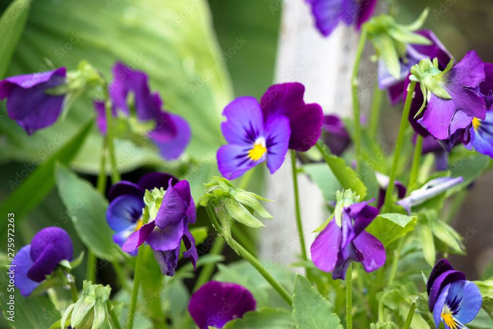 blue flowers in the garden