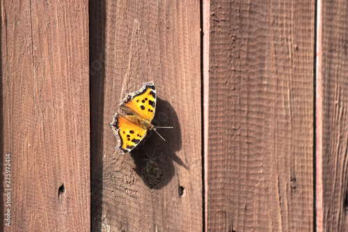 butterfly on wall