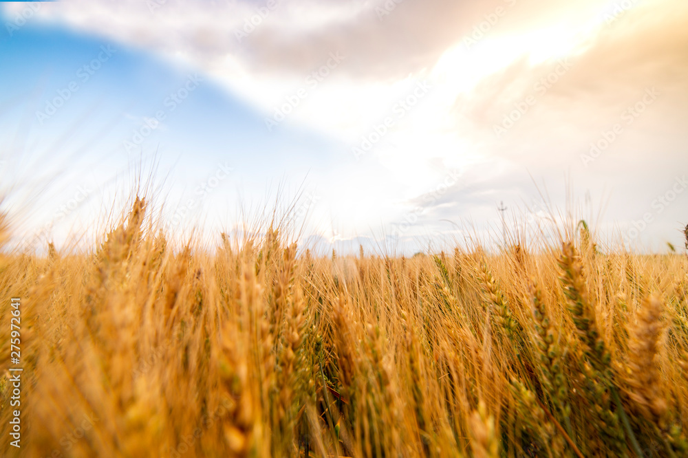 Weath cereal field in Serbia in the summer Weath cereal field in Serbia in the summer