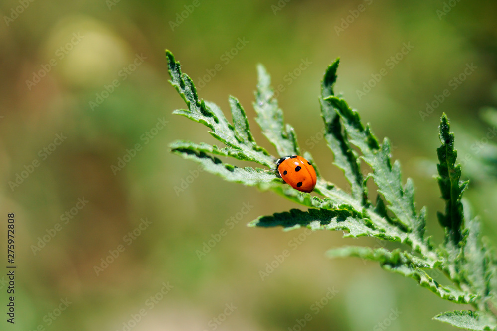 Fototapeta premium Siebenpunkt Marienkäfer auf einem Blatt
