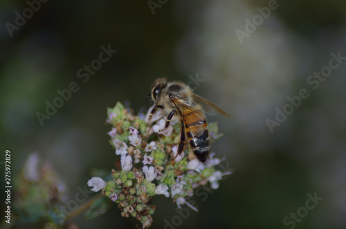 Bee on origan flowers