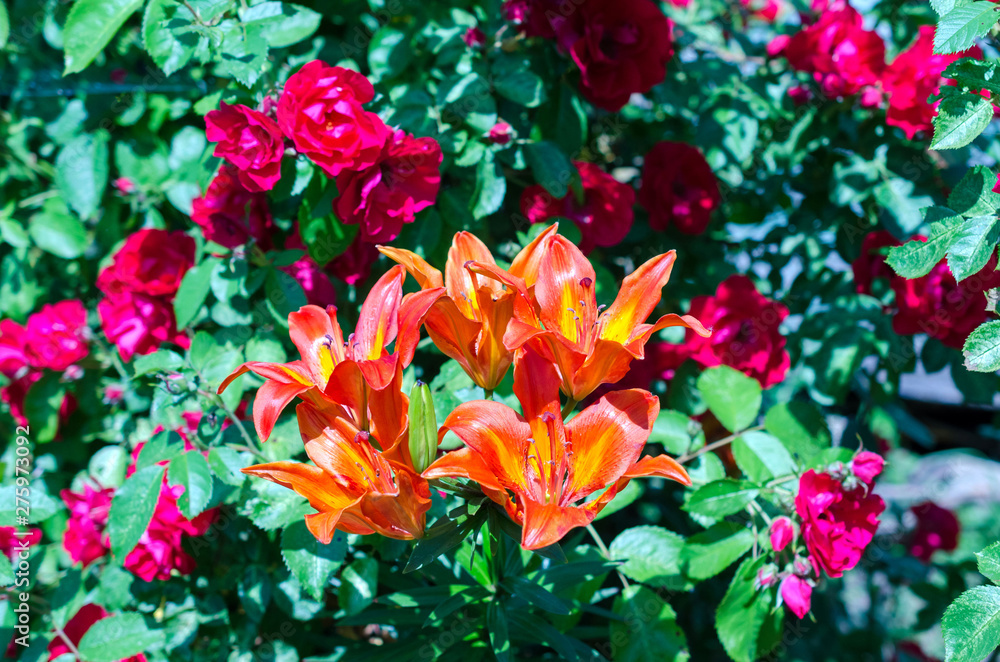 Fototapeta premium orange flower on nature background.