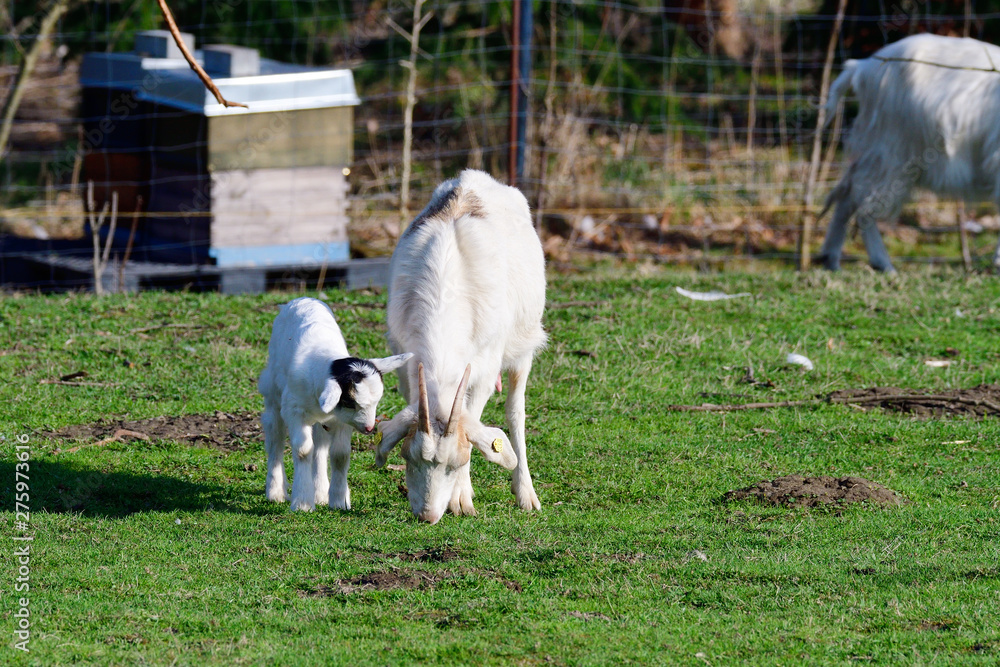 Weiße Deutsche Edelziege Stock Photo Adobe Stock