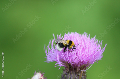 bumblebee on flower on green background 
