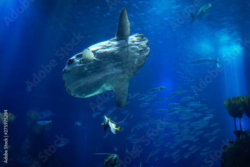 sunfish or common mola (Mola mola) swiming in the ocean with another fish © nvphoto