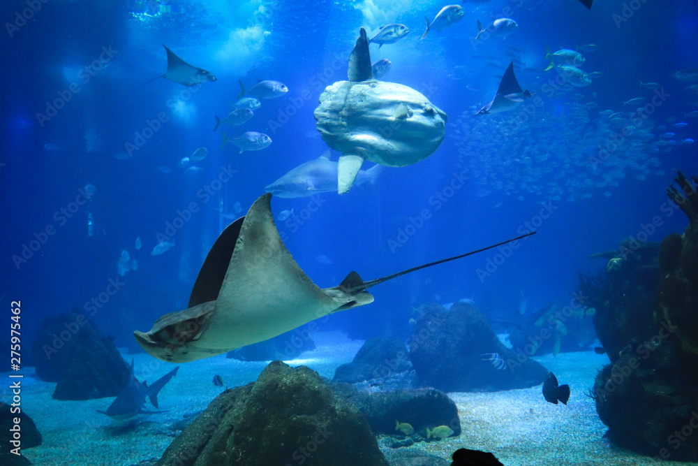 sunfish or common mola (Mola mola) swiming in the ocean sunfish or common mola (Mola mola) swiming in the ocean