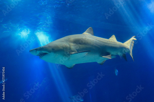 Shark posing in the deep blue water