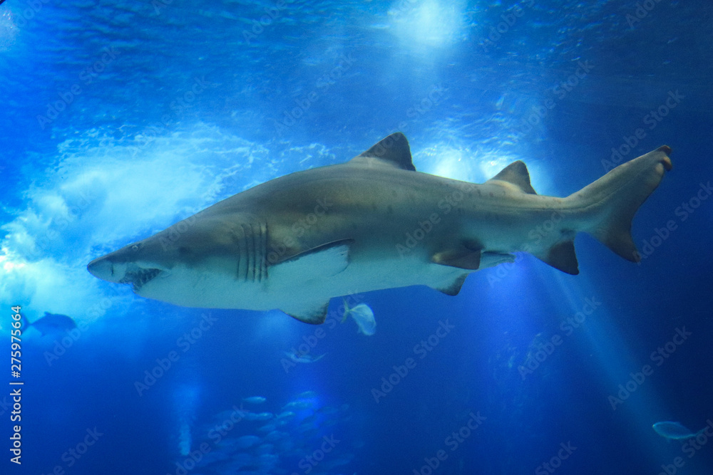 Shark posing in the deep blue water Shark posing in the deep blue water