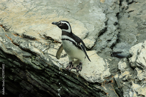 Magellanic Penguin in the coastline
