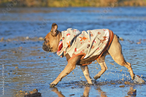 Side view of fawn French Bulldogdog walking through river wearing a dog coat on a chilly autumn day photo
