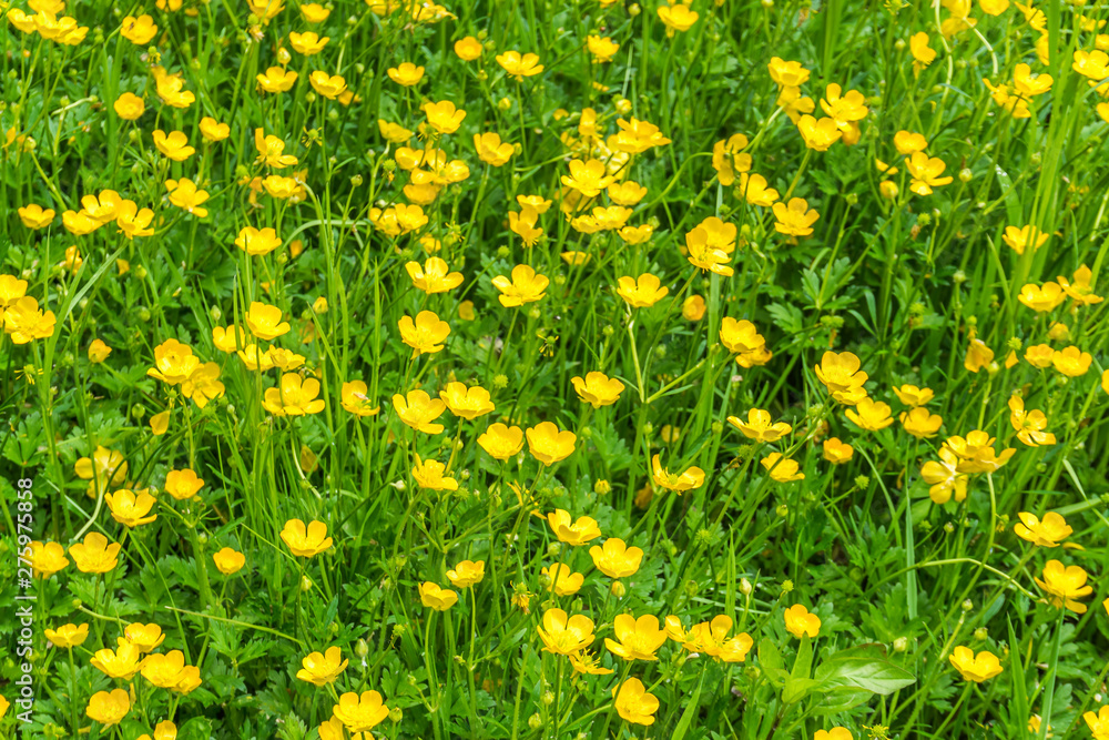 Fototapeta premium Yellow Wildflowers Background