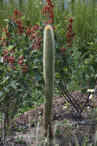 green cactus in the bushes