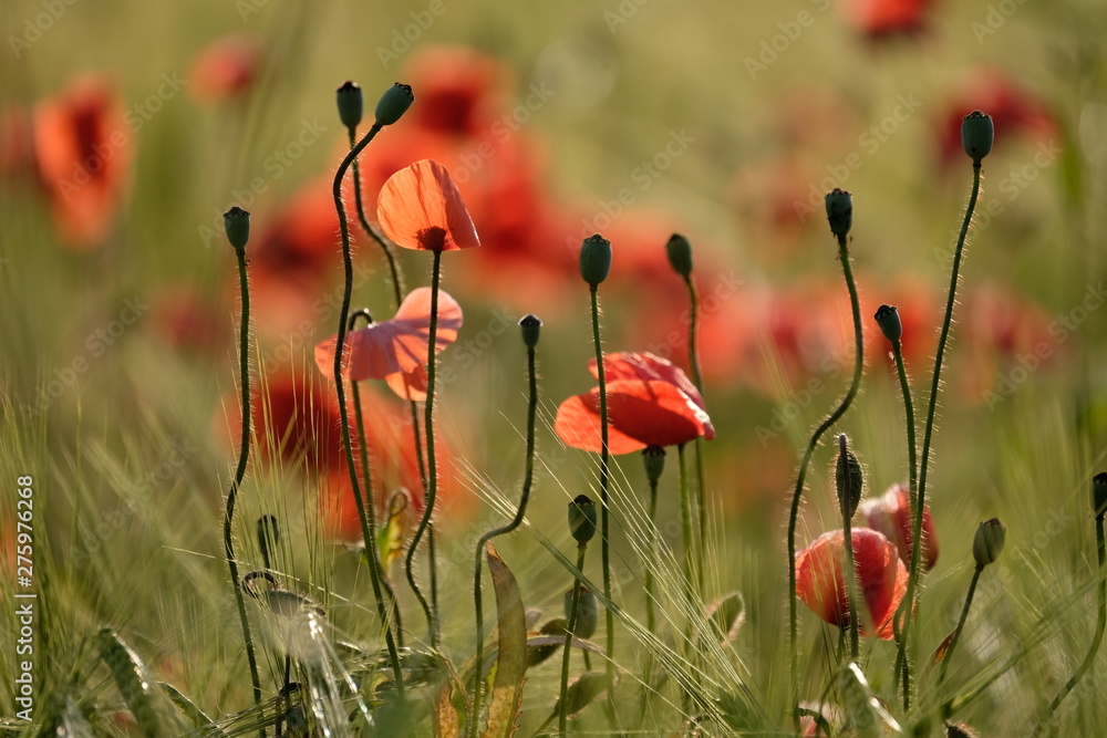 Obraz premium Mohnblumen