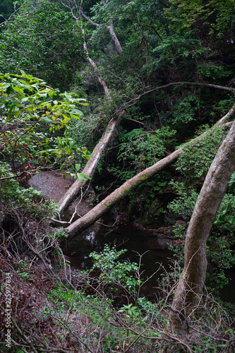 Landscape of Minoh