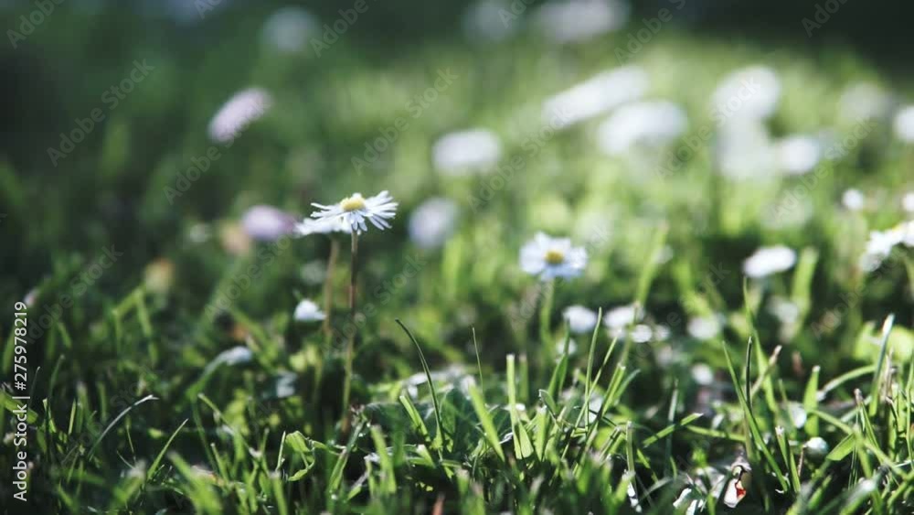 Summer field with white daisies. HD video (High Definition) Summer field with white daisies. HD video (High Definition)