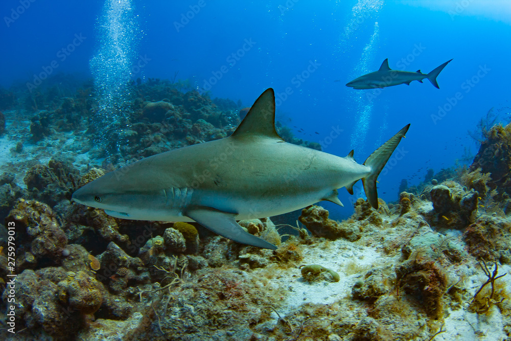 Caribbean Reef Sharks on the prowl for a meal in the Turks and Caicos Islands. Caribbean Reef Sharks on the prowl for a meal in the Turks and Caicos Islands.