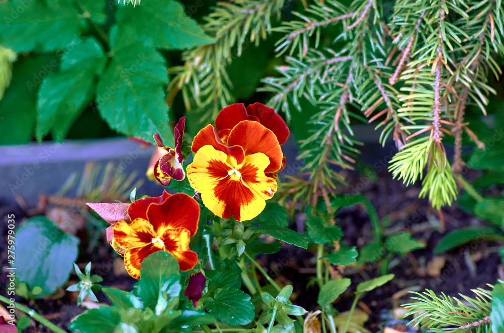 Pansy Pansy