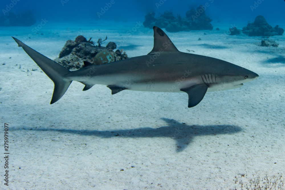 Fototapeta premium Caribbean Reef Sharks on the prowl for a meal in the Turks and Caicos Islands.