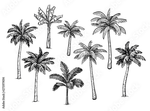 Collection of palm trees.
