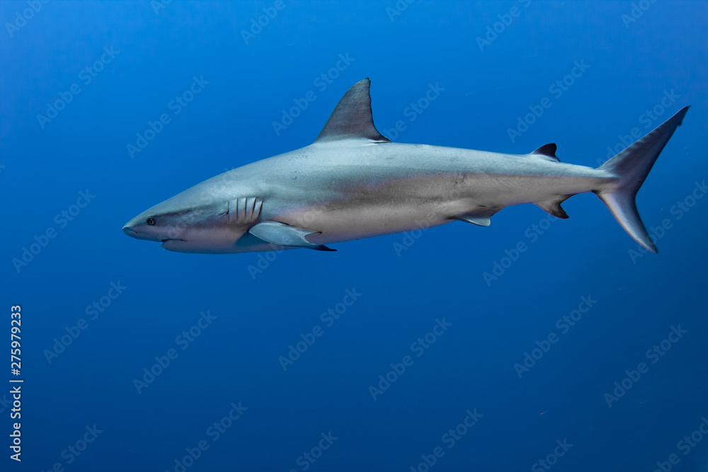 Fototapeta premium Caribbean Reef Sharks on the prowl for a meal in the Turks and Caicos Islands.