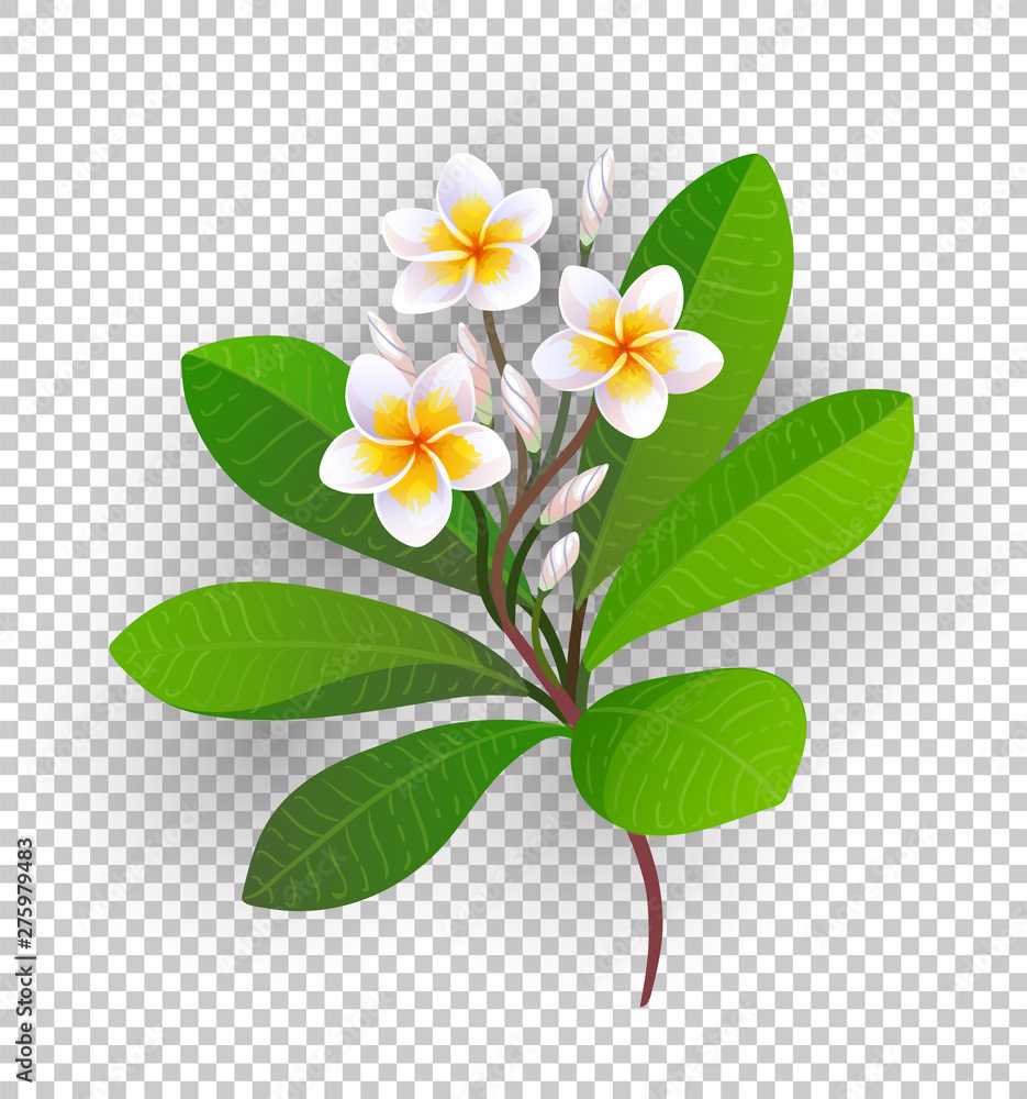 Naklejka premium Vector illustration of blooming plumeria.