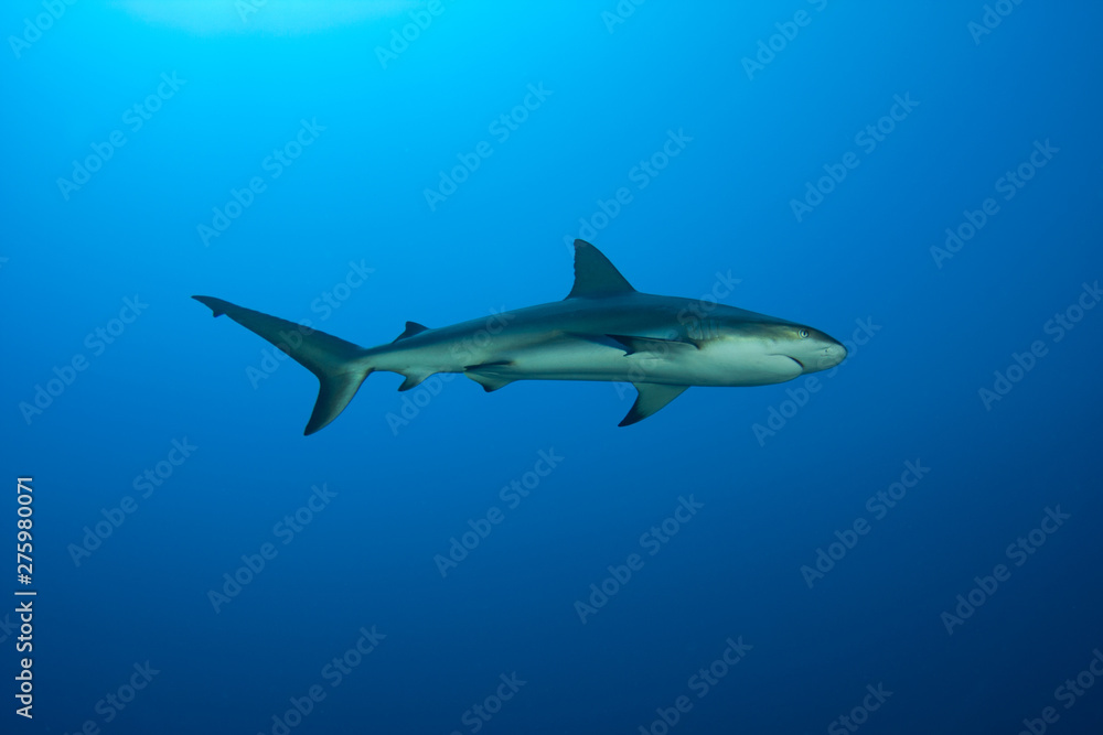 Caribbean Reef Sharks on the prowl for a meal in the Turks and Caicos Islands.