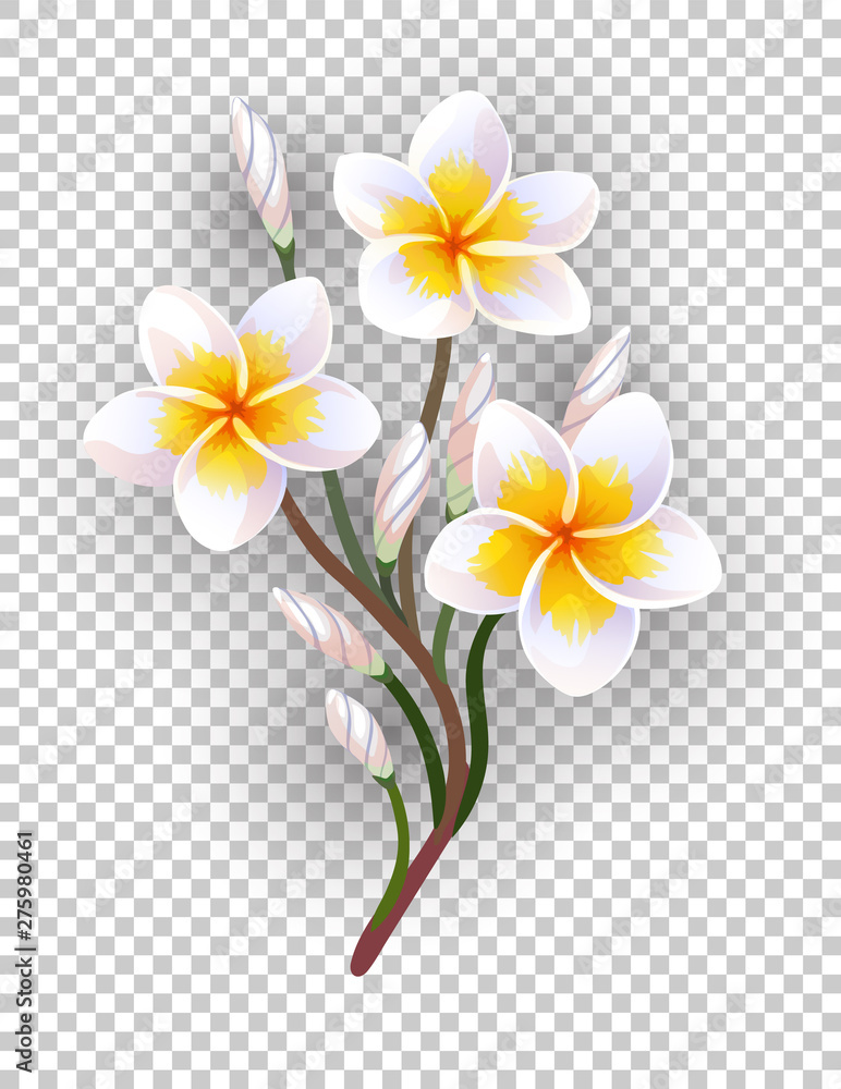 Fototapeta premium Vector illustration of blooming plumeria