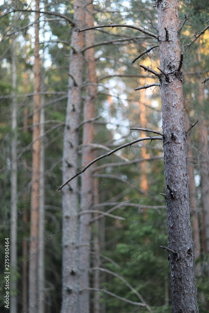 Straight trunk of a coniferous tree with dry branches in the summer forest Straight trunk of a coniferous tree with dry branches in the summer forest