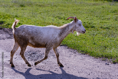 The colorful goat with tail sticking out crosses the road towards the green grass field