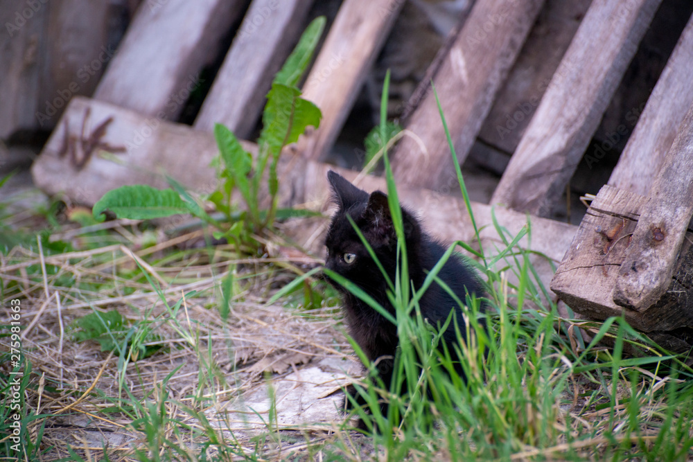 Gray and black kittens play on a good day Gray and black kittens play on a good day