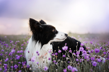 border collie dog cute funny portrait at sunset in lilac colors magical lights