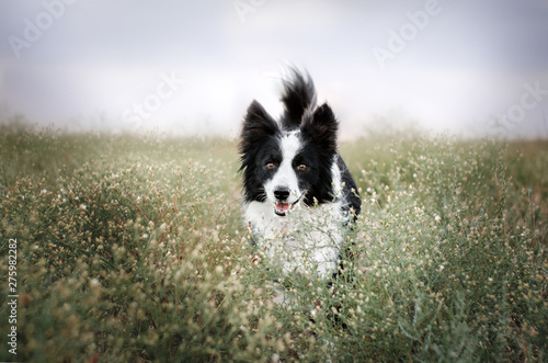 border collie dog cute funny portrait at sunset in magical lights © Kate