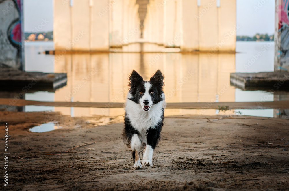 border collie dog portrait at sunrise near the river fun beautiful light