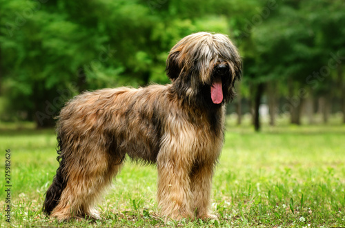 Obraz na plátně briard dog french shepherd beautiful portrait lovely wool on green grass
