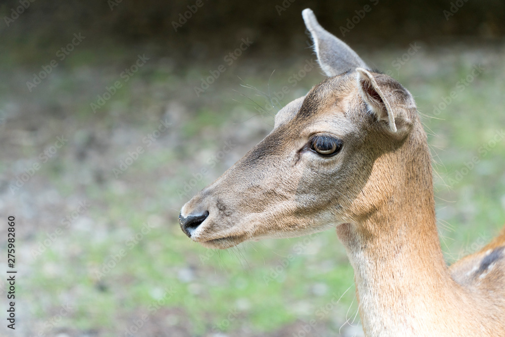 Portrait of a deer without antlers with unsharp background