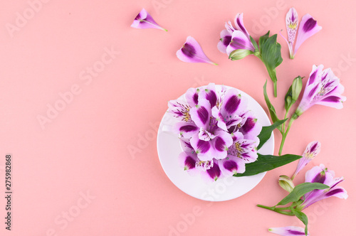 beautiful flowers of astromeria with a white cup on a pink background