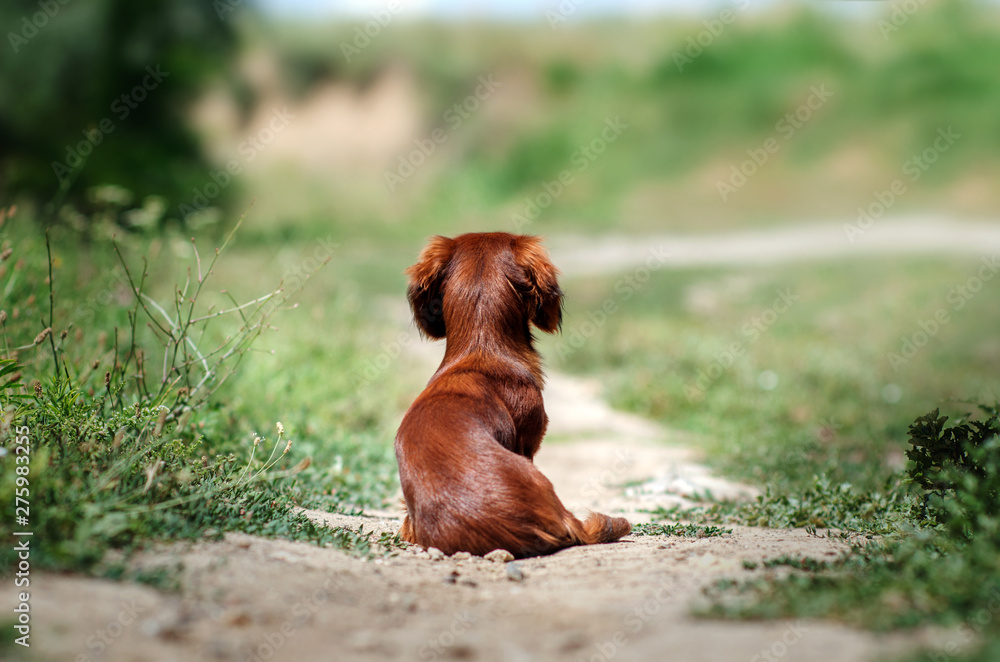 beautiful red dachshund walk in the park green background sun summer dog