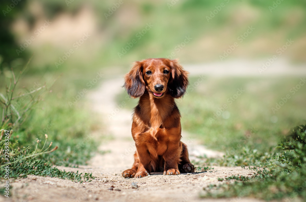 beautiful red dachshund walk in the park green background sun summer dog