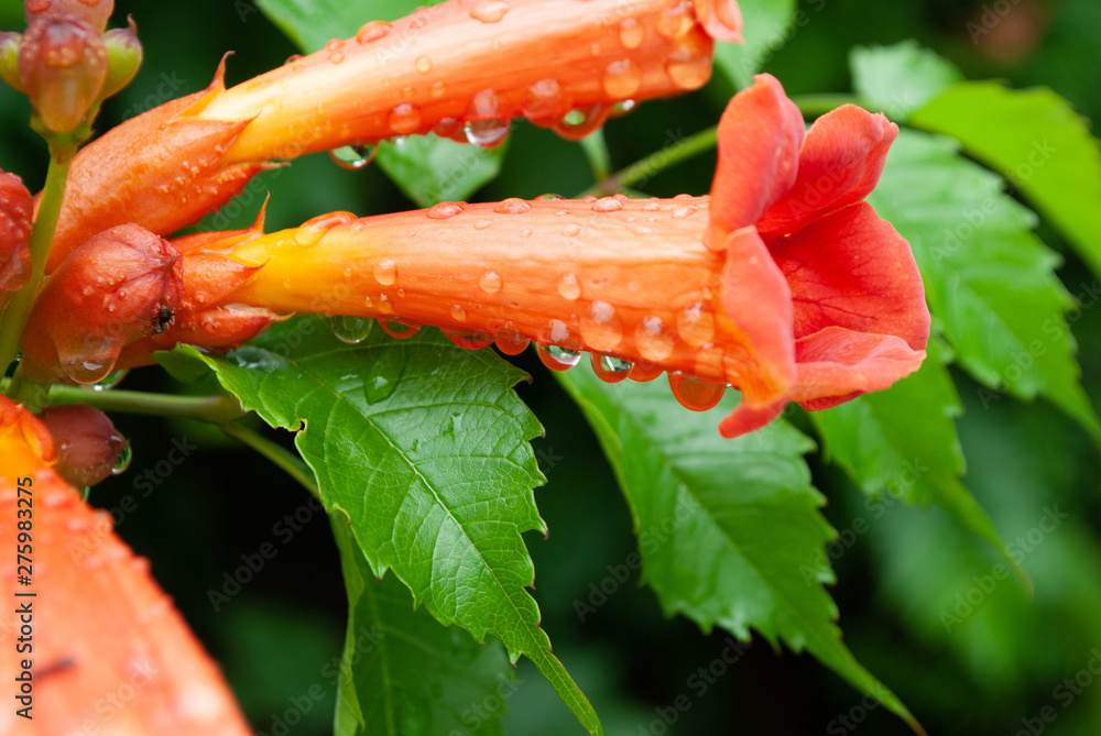 flower campsis in raindrops. summer in the garden flower campsis in raindrops. summer in the garden