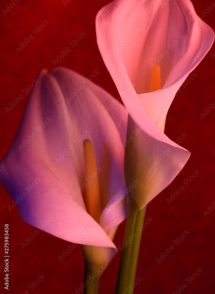 Beautiful flowers - calla on a red background. Place for inscription. Postcard.