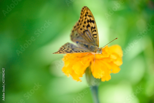 Wallpaper Mural Beautiful macro flower on a green background with butterfly Torontodigital.ca