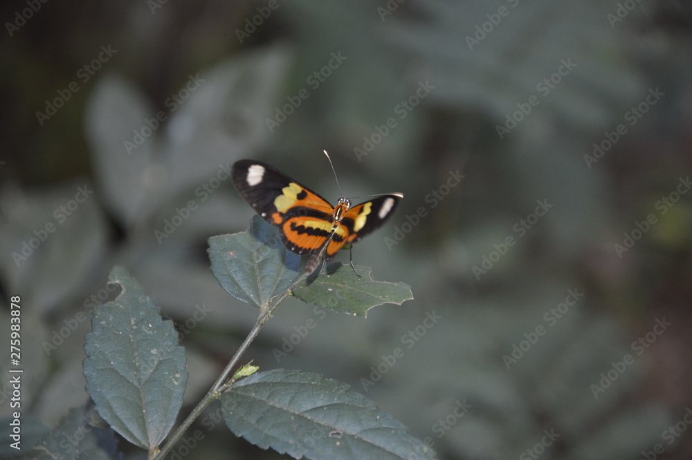 fly on flower