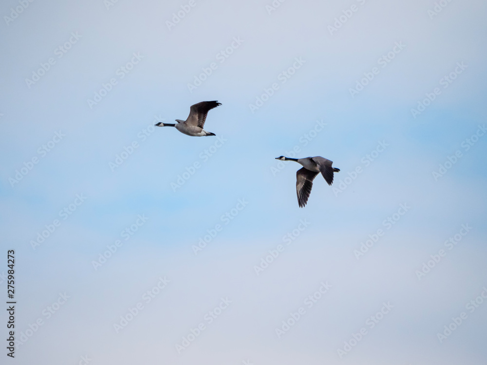 A pair of Canada geese in flight A pair of Canada geese in flight