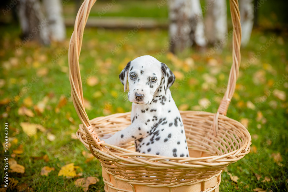 are dalmatian good with kids