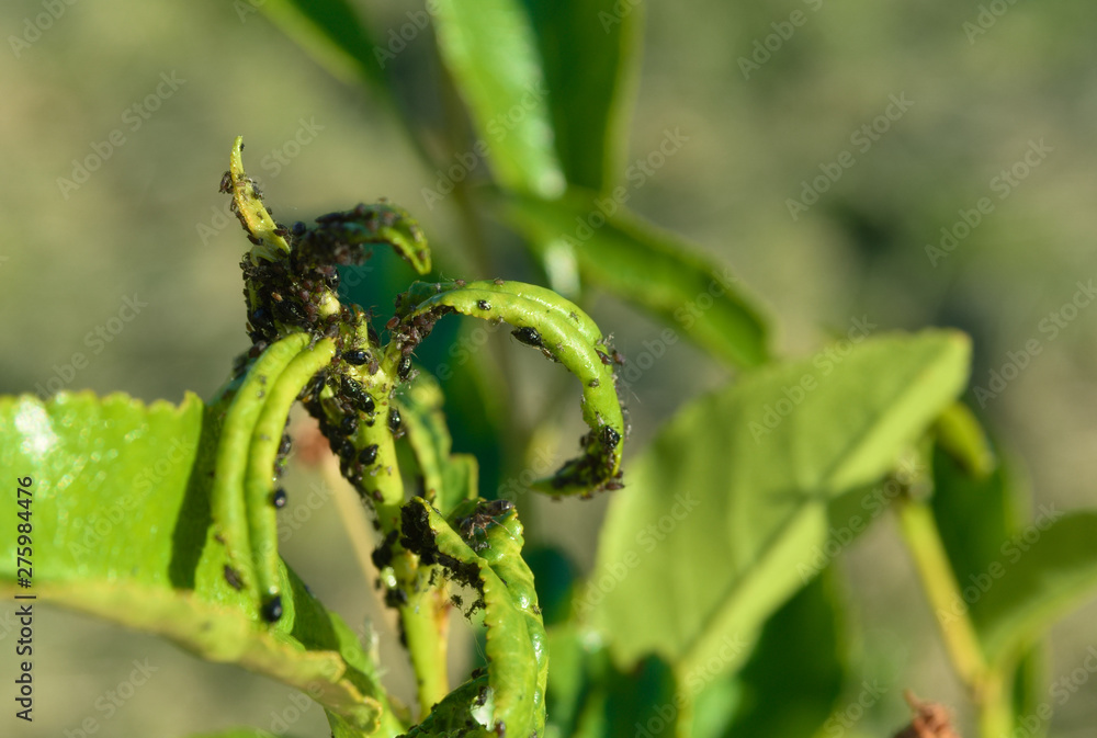 a colony of pests that destroy fruit trees. parasite. aphid a colony of pests that destroy fruit trees. parasite. aphid
