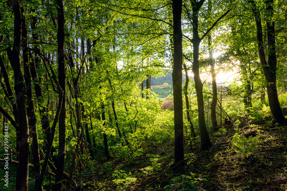Obraz premium green leaves shine in the sun