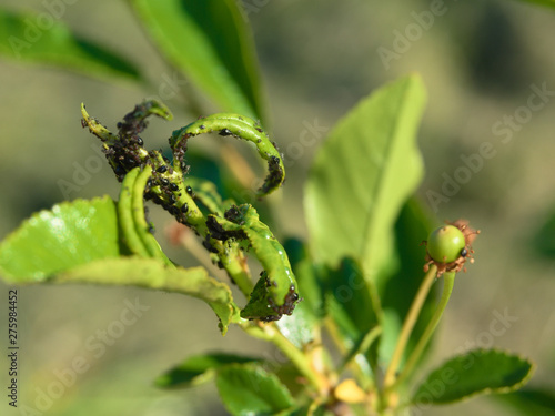 a colony of pests that destroy fruit trees. parasite. aphid