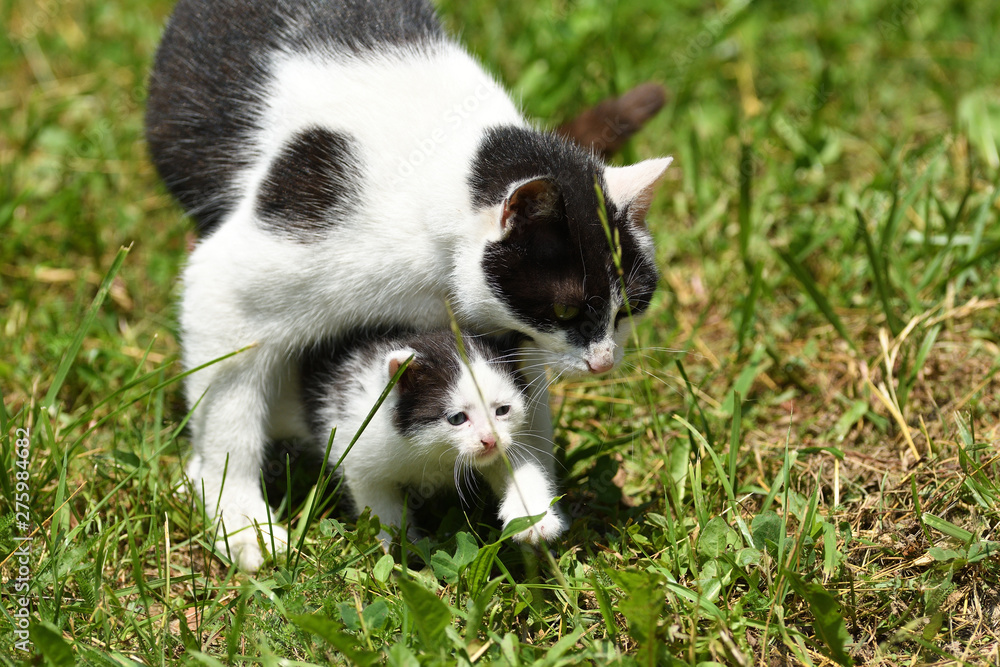 lmother cat and small kitten walk together mother love lmother cat and small kitten walk together mother love